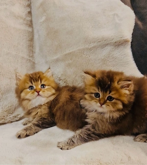 Wunderschöne BLH-Kitten suchen ein liebevolles Zuhause