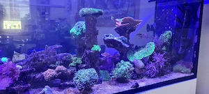 meerwasser Aquarium 