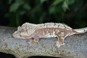 Kronengecko Weibchen - Harlequin (Correlophus ciliatus)