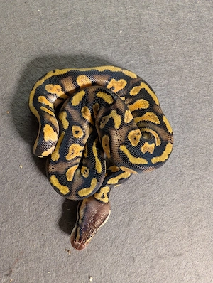0.1 Stranger Pastel 