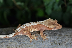 Kronengecko poss. Weibchen - Red Harlequin (Correlophus ciliatus)
