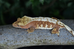 Kronengecko Weibchen - Harlequin (Correlophus ciliatus)