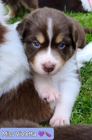 Australian Shepherd Welpen in Red White Copper mit Papieren