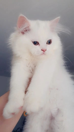 weiße Fellkatze Bild 2