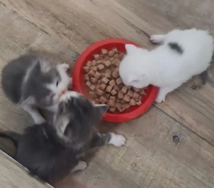 Main coon Mischlinge suchen ihr Zuhause für IMMER 