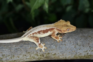 Kronengecko poss. Weibchen - Red Lilly White (Correlophus ciliatus)