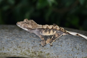 PET ONLY Kronengecko poss. Männchen - Harlequin (Correlophus ciliatus)