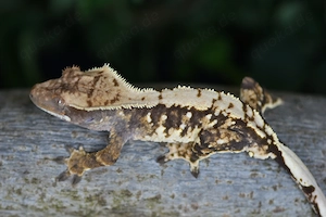 PET ONLY Kronengecko Männchen - Harlequin (Correlophus ciliatus)