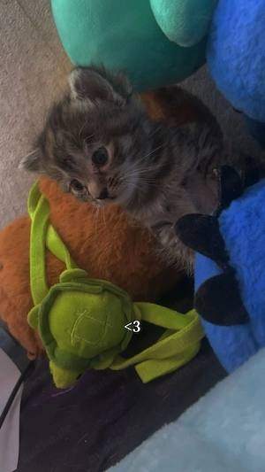 Katzenbaby 