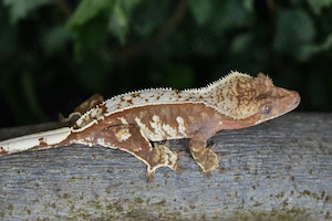 Kronengecko Weibchen - Harlequin (Correlophus ciliatus)