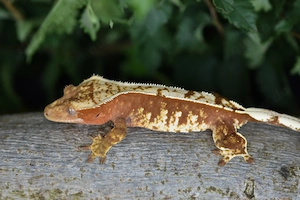 Kronengecko Weibchen - Red Harlequin (Correlophus ciliatus)