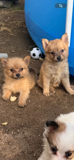 Yorkshire Terrier - Kleinspitz Welpen