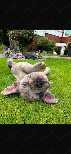 Französische Bulldogge Welpe 