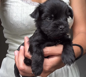 Yorkshire-Terrier-Welpe sucht ein liebevolles Zuhause   