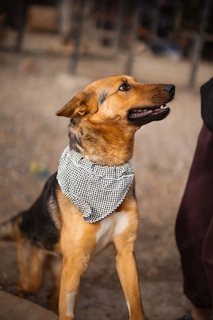 Schäferhundmix Zima sucht ihr Glück Bild 4