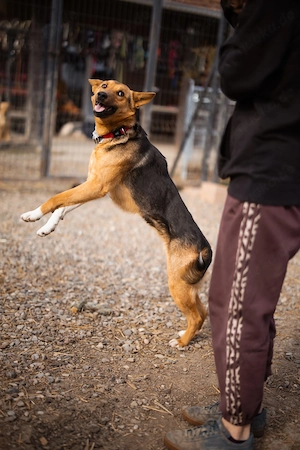 Schäferhundmix Zima sucht ihr Glück Bild 2