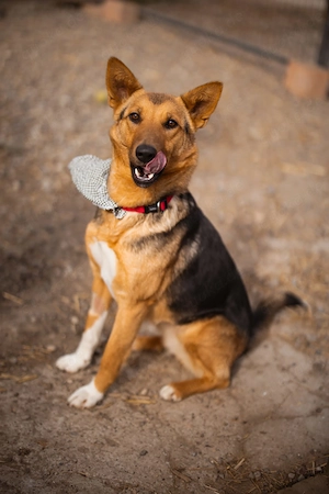 Schäferhundmix Zima sucht ihr Glück Bild 5
