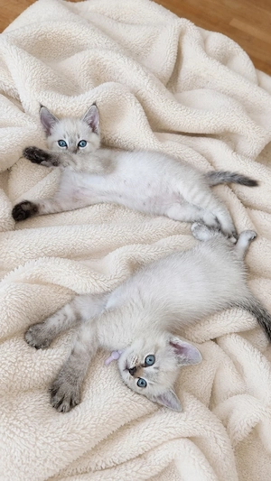 Siam blue point Mischling 
