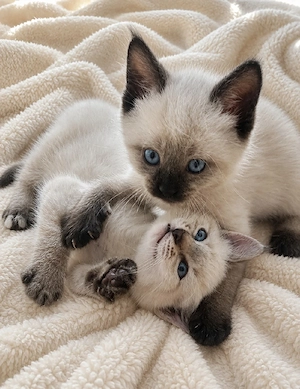 Siam blue point Mischling 