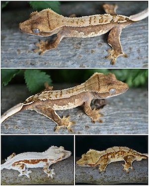 Kronengecko Baby von 2026 (Correlophus ciliatus)