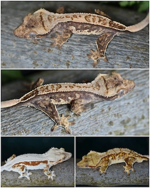 Kronengecko Baby von 2026 (Correlophus ciliatus)