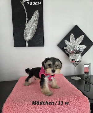 Morkie  Malteser-Yorkshire Hündin  Chip