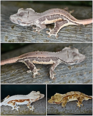 Kronengecko Baby von 2026 (Correlophus ciliatus)