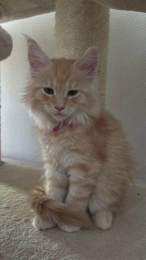Wunderschöne Maine Coon-Heilige Birma Katzenbabys