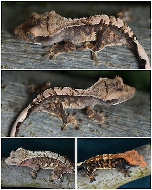 Kronengecko Baby von 2026 (Correlophus ciliatus)