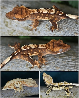 Kronengecko Baby von 2026 (Correlophus ciliatus)