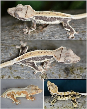 Kronengecko Baby von 2026 (Correlophus ciliatus)