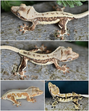 Kronengecko Baby von 2026 (Correlophus ciliatus)  