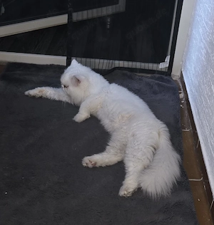 Perser kater sucht neuen Dosenöffner 