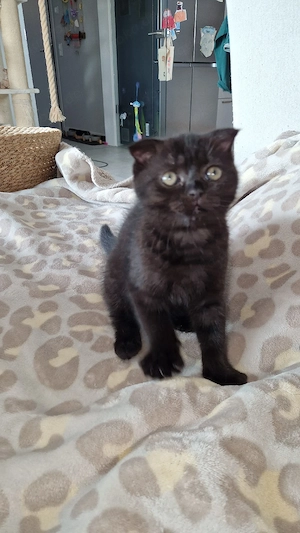 chanell sucht ab sofort