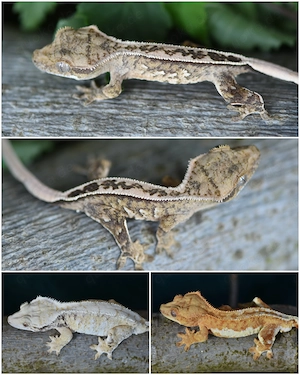 Kronengecko Baby von 2026 (Correlophus ciliatus)  