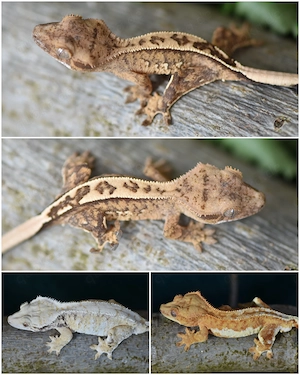 Kronengecko Baby von 2026 (Correlophus ciliatus)