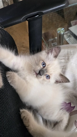    Süße Siam-Kitten-katzen suchen ein liebevolles Zuhause   