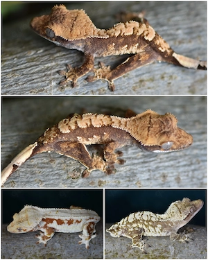 Kronengecko Baby von 2026 (Correlophus ciliatus)
