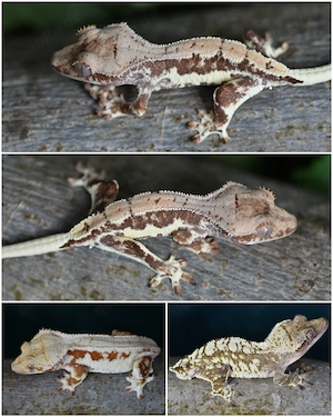 Kronengecko Baby von 2026 (Correlophus ciliatus)