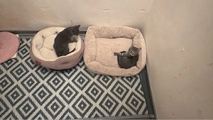 türkisch angora kitten 
