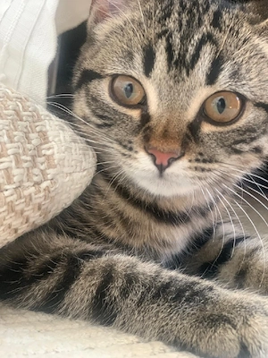 BKH Kitten Mix