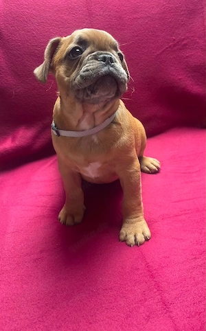 französische Bulldoggen welpen