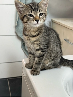 mix kitten 