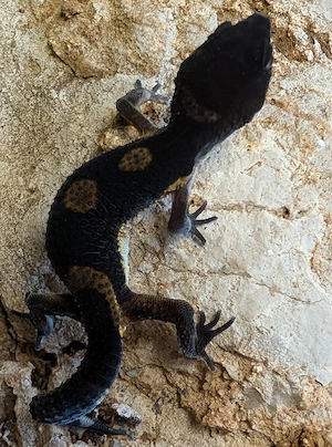 Leopard Gecko ENZ 26 