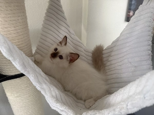Heilige Birma Kitten chocolate point mit Stammbaum aus seriöser Zucht 