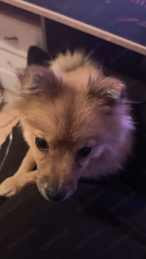 Zwergspitz-Chihuahua-Mix sucht ein liebevolles Zuhause   