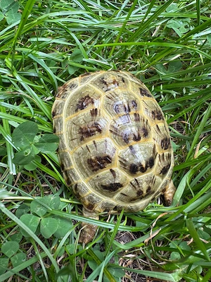 0.0.1 Testudo horsfieldii NZ 2024