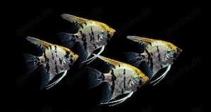Diamant Koi Skalare Pterophyllum scalare 