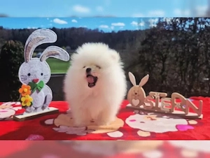 Niedliche Pomeranian Welpen