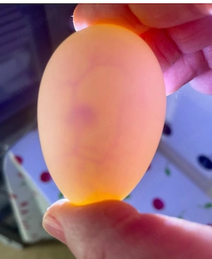 Befruchtete Papageieneier erhältlich